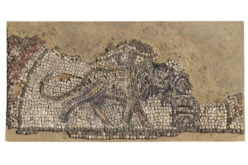 Rectangular fragment of an ancient mosaic partially embedded in earth, depicting a lion in profile walking to the right. The lion is formed from small tesserae in shades of cream, grey, black, and muted reds, with detailed contouring to suggest musculature and a flowing mane. The background includes sections of patterned red and white tesserae on the left, while the right side is incomplete, blending into surrounding soil. The overall composition suggests this was once part of a larger decorative floor or wall panel, likely from a Roman or late antiquity setting.