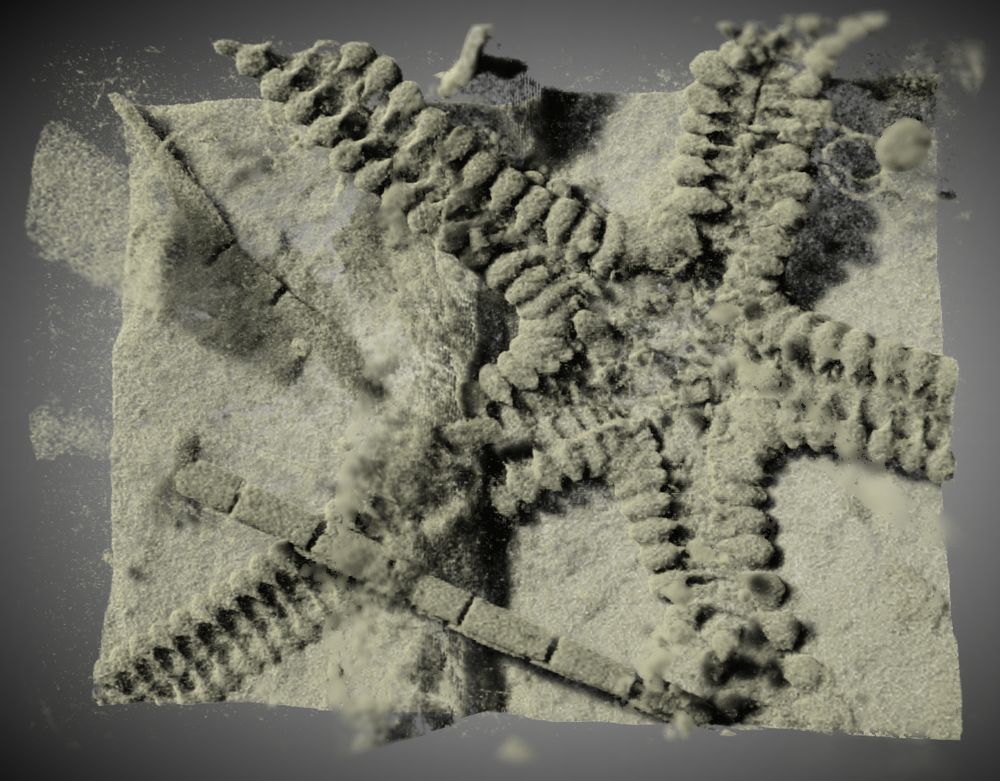 3-D computer model of a fossil starfish showing five arms and a central disc.