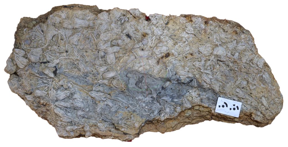 A slab preserving over 100 specimens of the Middle Jurassic crinoid Isocrinus nicoleti.