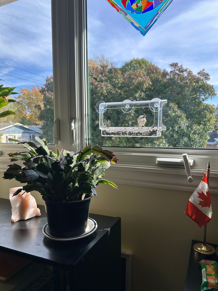 A black capped chickadee perched on a small clear feeder stuck to a window with suction cups. Outside it’s sunny with fall trees in the background and there’s a houseplant and small Canada flag in front of the window.