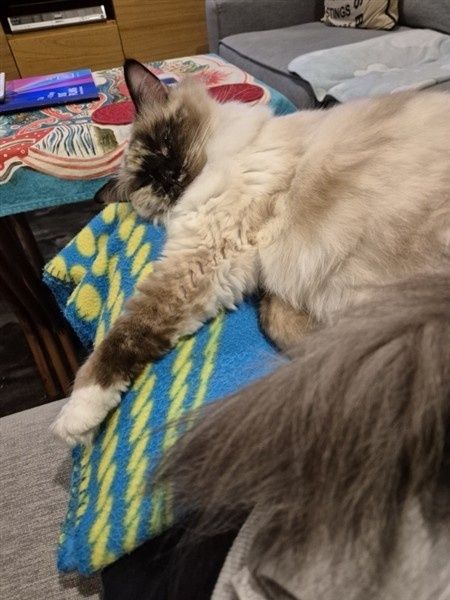 Daisy sleeps on my lap, on a blue blanket with yellow spots.
