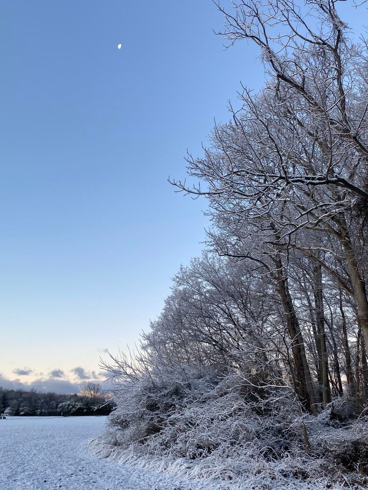 A portrait angle taken from the edge of a field. The woods on the right with the half phase moon shining in the early morning sky. 