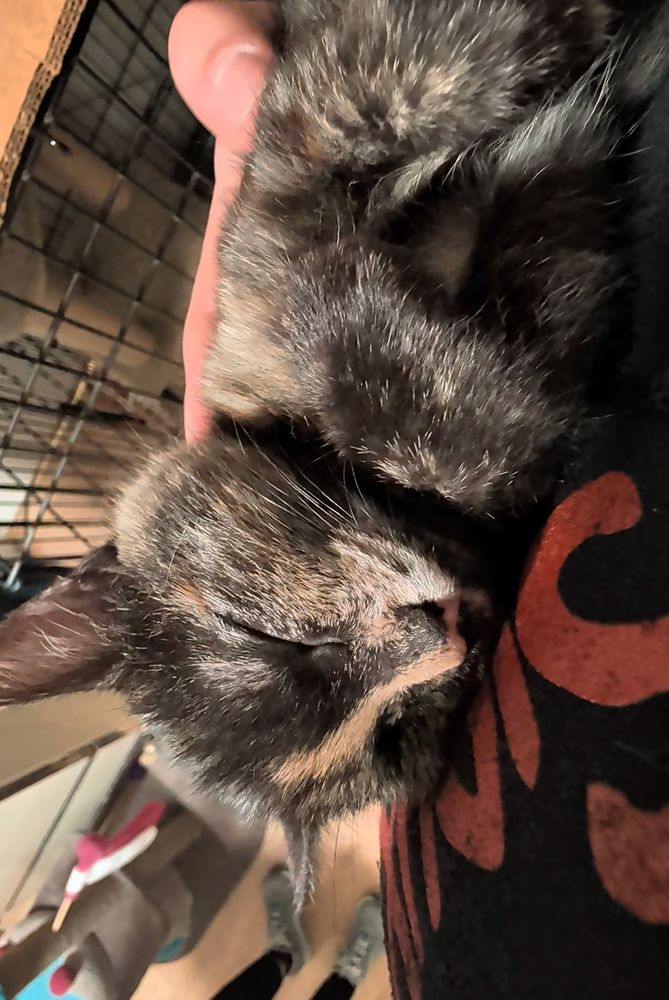 A small (5months old maybe?) kitten with chocolate and mocha marble fur asleep in my arms. I'm also wearing a Siouxie & the Banshees hoodie. 
