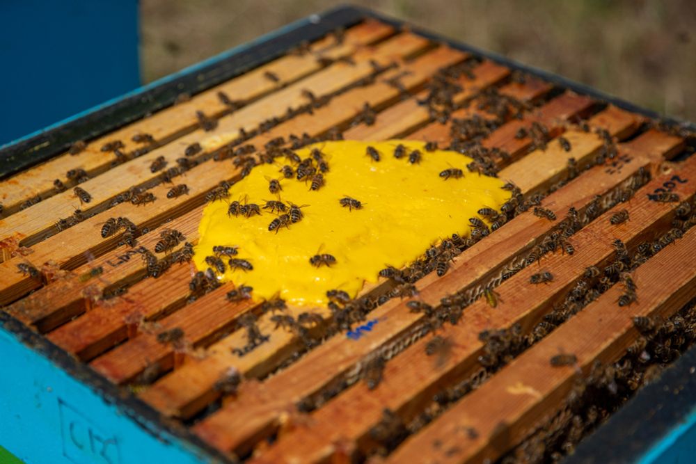 A new study led by the University of Oxford could provide a cost-effective and sustainable solution to help tackle the devastating decline in honeybees. An engineered food supplement, designed to