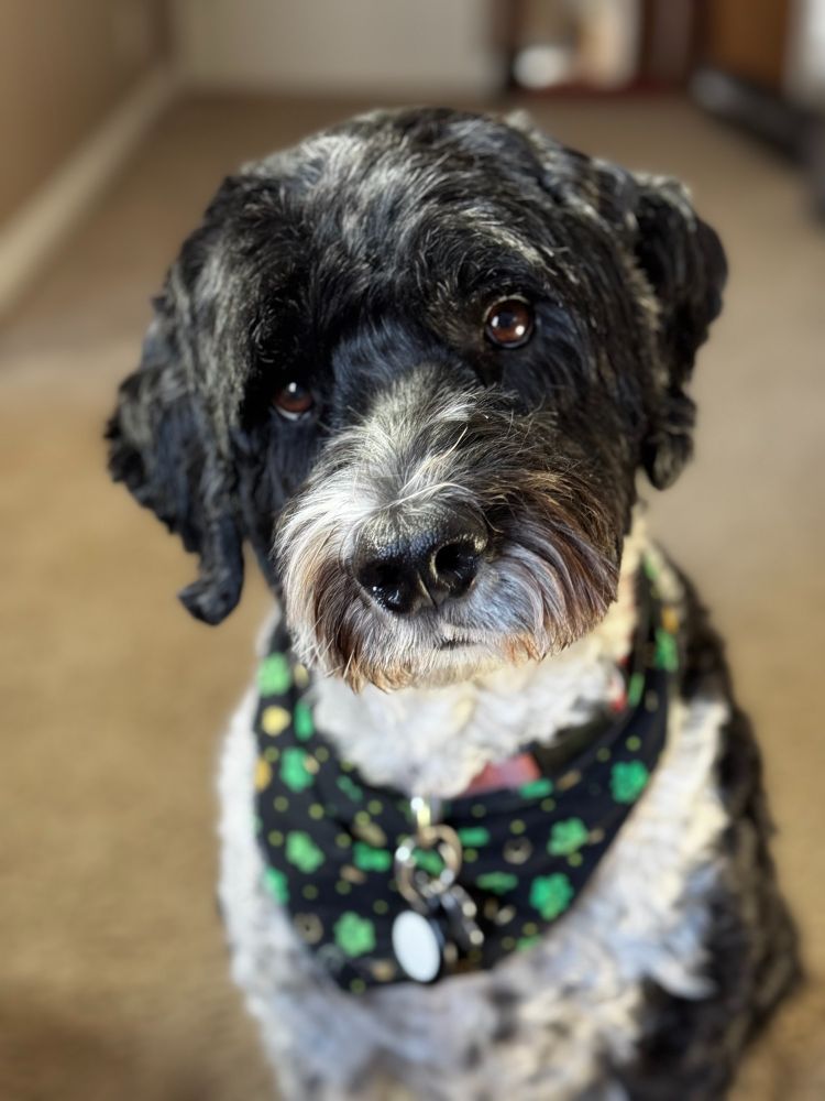 A black and white Portuguese water dog looks longingly for a taste of a pretzel, unseen in the image.