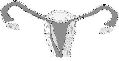A blocky, low-resolution illustration of a human female reproductive system. It’s tiny and unlabeled. Red shakes his head in disappointment. He could draw a better illustration with his eyes closed, and he does.