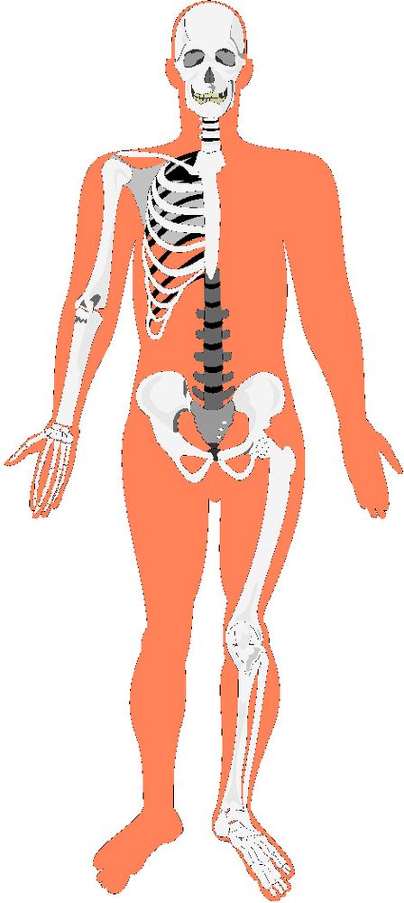 The outline of a human body in burnt orange. Inside the outline is a partial human skeleton, visible on the left side of the torso and the right leg. The skull stares straight ahead with vacant eyes and a lipless grin. At age 8 Red wrecked his bicycle, hitting his head against the cement sidewalk. His babysitter watched in horror as Red’s head bounced, once, twice, three times. Afterward, for a spell, it seemed to Red that he could see through people. Or through their skin and tissue at least. He’d watch the mailman walk down the street and see a lanky skeleton instead. He’d study his teacher at the board, marveling at her bones, which looked like chalk. He’d look into a mirror and see his own skull, at once cheeky and grim. The visions soon passed, however, and Red grew despondent when all he could see again were the same sacks of skin that everyone else saw.