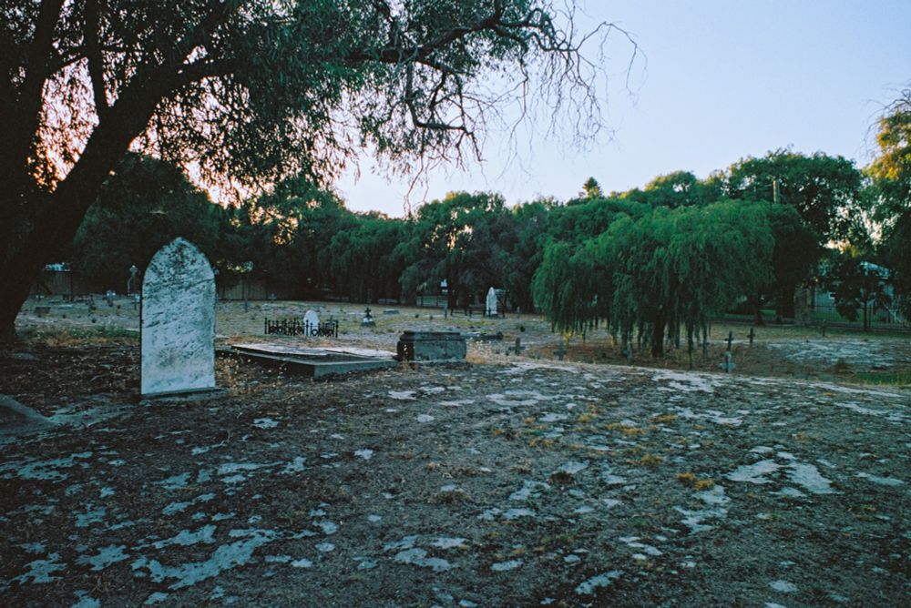 An old white tombstone on sandy ground stands upright under a spindly tree; a soft peach sky is seen thru its leaves. In the middle distance is a  green willow tree.