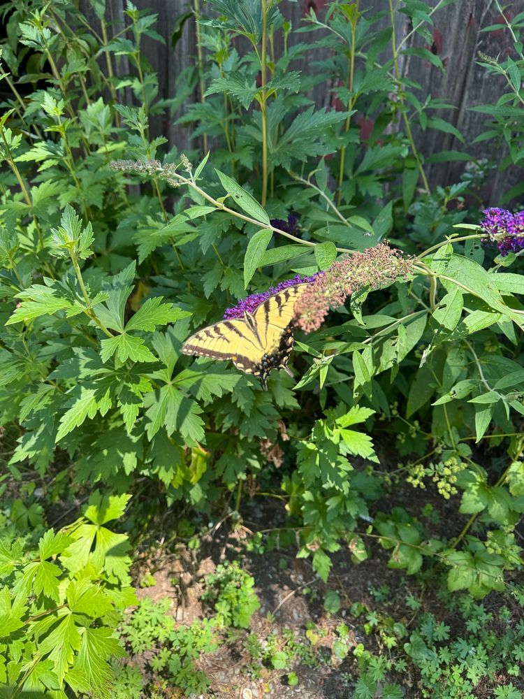 Tiger swallowtail on a flower among plants in a garden. 