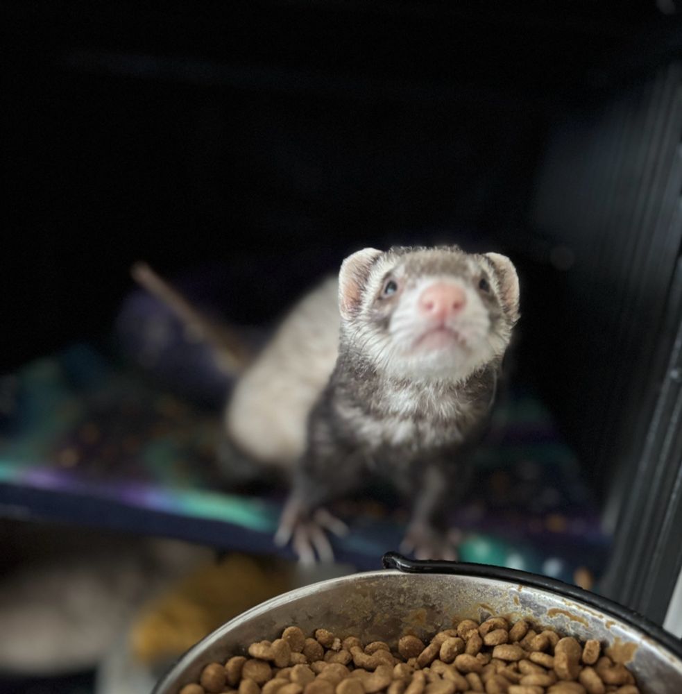 Slightly fuzzy picture of a ferret looking with adoration at a human who is filling a food bowl. She has a pink nose and little black eyes and is leaning out of a cage. 