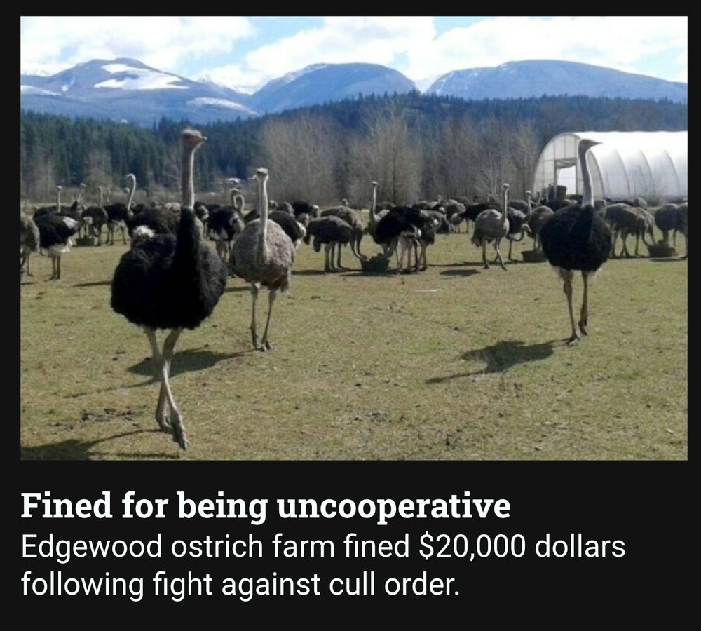 A flock of ostriches walking on a farm being 