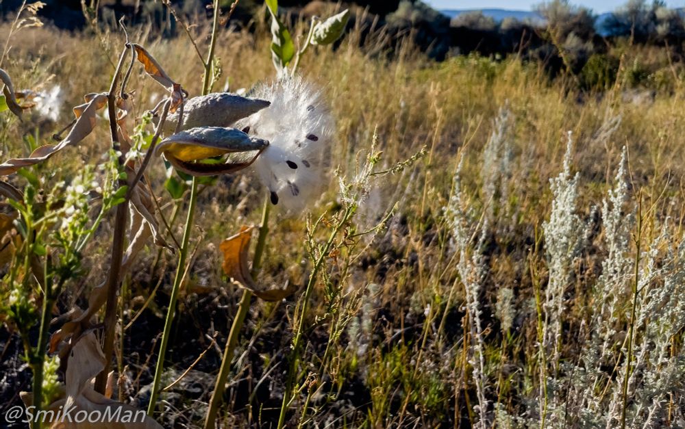 Milkweed seed pod dispersal.