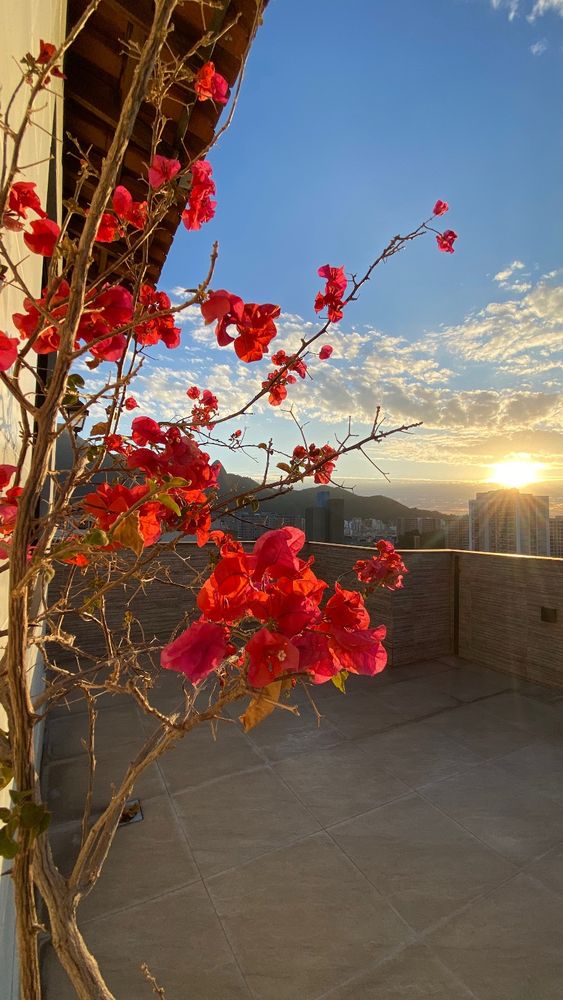 Vista de um terraço ao pôr do sol. À esquerda, ramos finos de uma bougainvillea sobem ao longo da parede, com flores vermelhas intensas iluminadas pela luz dourada do entardecer. O céu, em azul claro, tem nuvens espalhadas em pequenos tufos brancos. Ao fundo, o sol se põe atrás de um prédio alto, projetando uma luz amarela suave sobre a paisagem urbana. Montanhas escuras e a silhueta de prédios completam o horizonte, em um clima seco típico de inverno