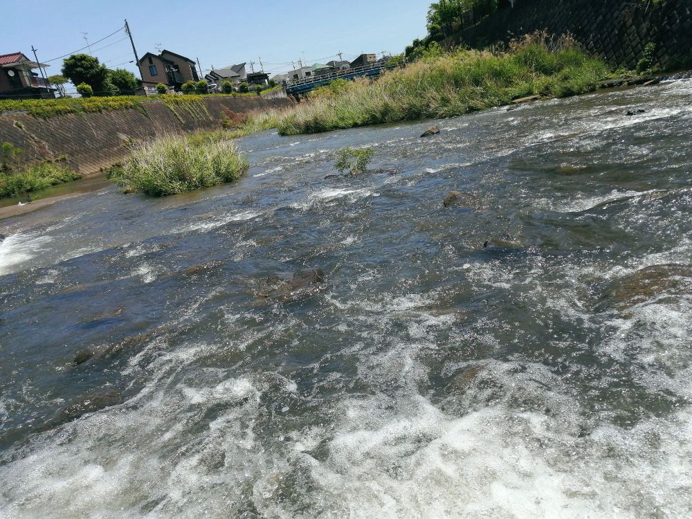 鶴見川。途中飛び石で渡れるスポットがあって怖々渡ってみた