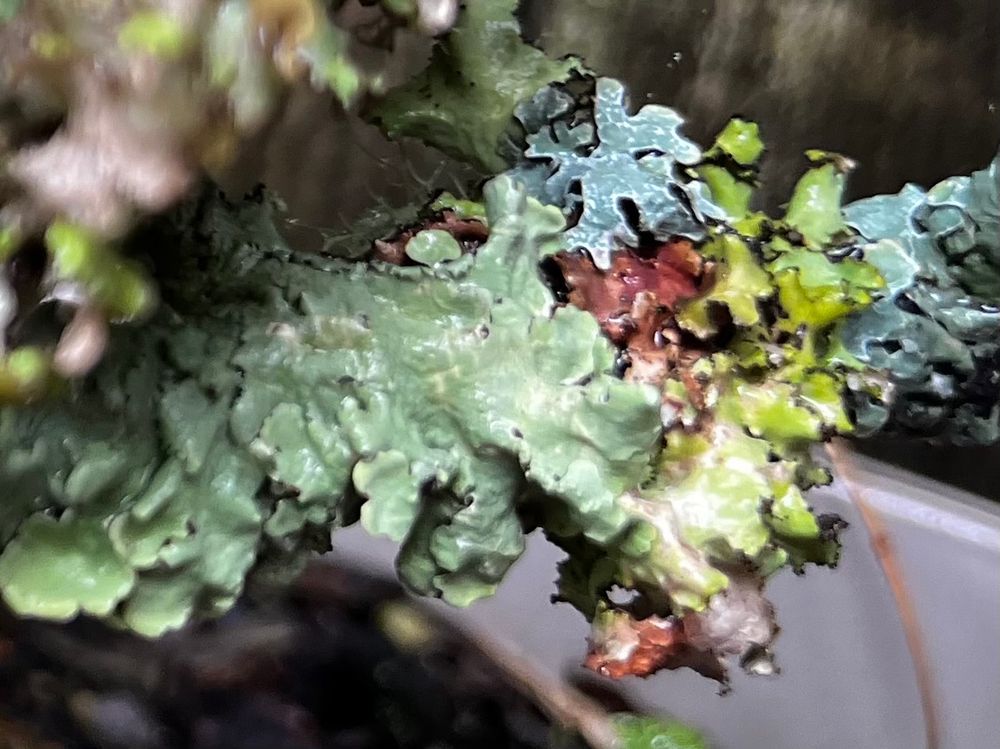 Closeup shot of a colony of lichen, pale grey-green in color, one of the many Parmelia species, which are all roughly shaped like this: attached to the substrate at base, but somewhat leaf-like and curled at the edges. 