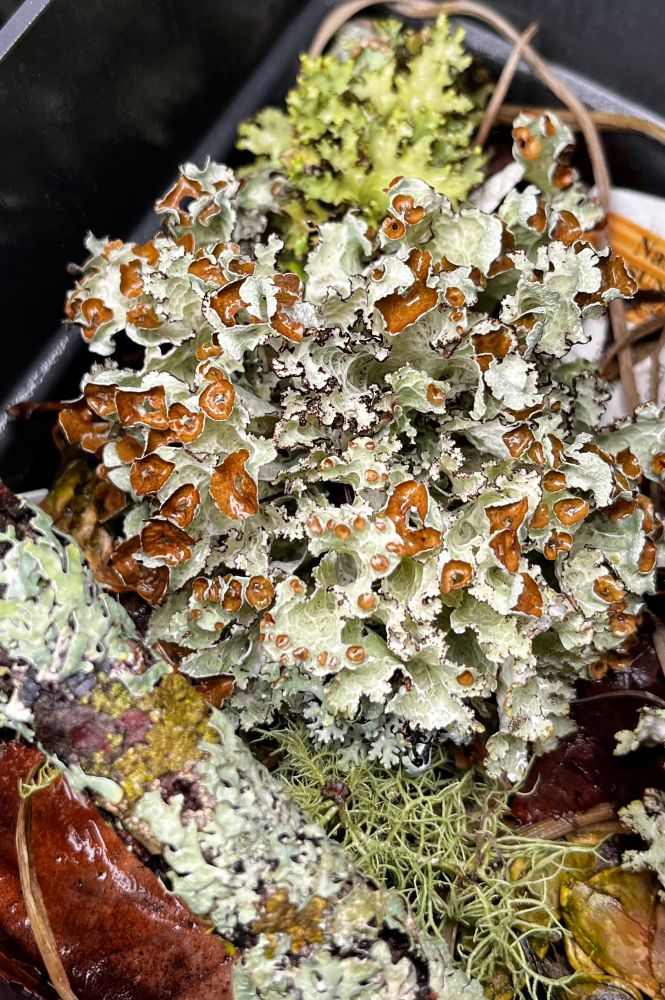 Closeup shot of a colony of lichen, pale gray-green, with a golden-brown underside revealed by its very curled edges, one of the many Parmeilia species, which are all roughly shaped like this: attached to the substrate at base, but somewhat leaf-like and curled at the edges. 
Slightly below it, on a nearby branch, is one of the many so-called reindeer lichen, which are stranded and branched, hair-like, and a different, more chartreuse shade of grey green.