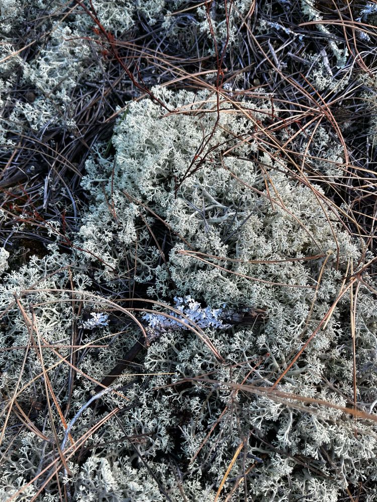 A bed of lichen, pale green, similar to the variety commonly called reindeer lichen. 