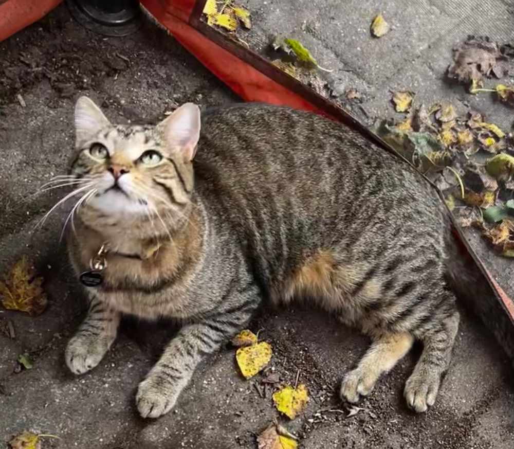 Just a stripey tabby cat, a neighbor cat visiting me. He’s just looking up at — I think maybe a fly got his attention? He has that focused look. 