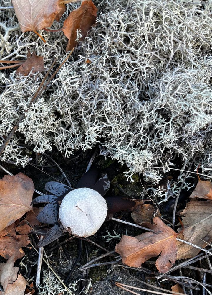 Image of a fungi of the “earth star” type, which is one of the so called puff ball varieties that scatter their spores from a ball that pops when stepped on. The ‘star’ refers to the fact this type of puffball has an early outer layer that splits and spreads outwards to make the ball look like it he center of a flower and the split sections spread out like petals on a flower 
