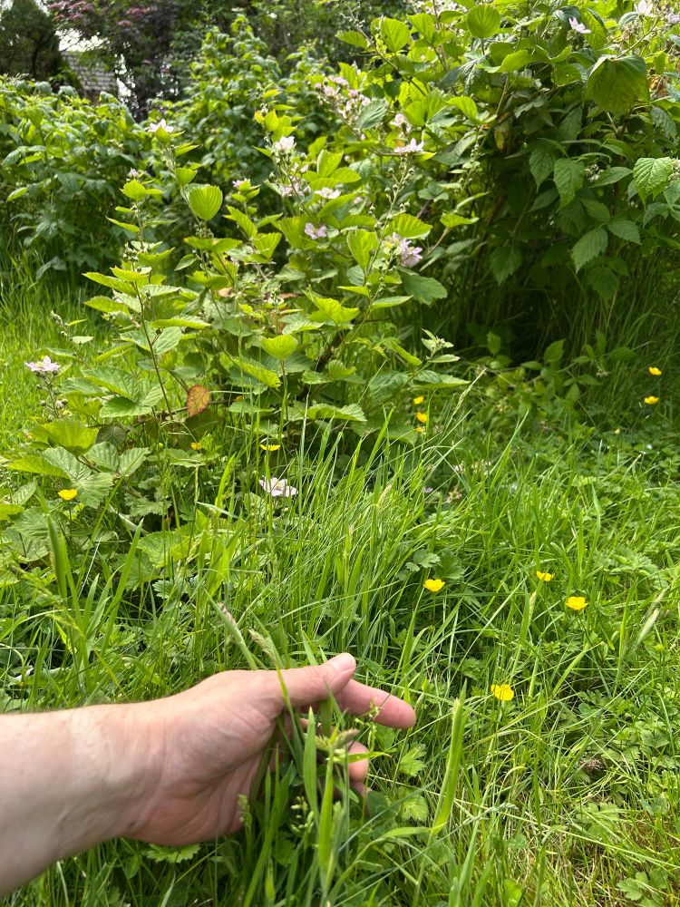 My hand, touching grass in my back garden.

With buttercups and a Blackberry bush for company.