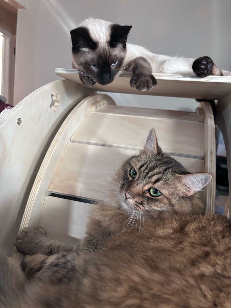 thai cat (above) fluffy cat (below)