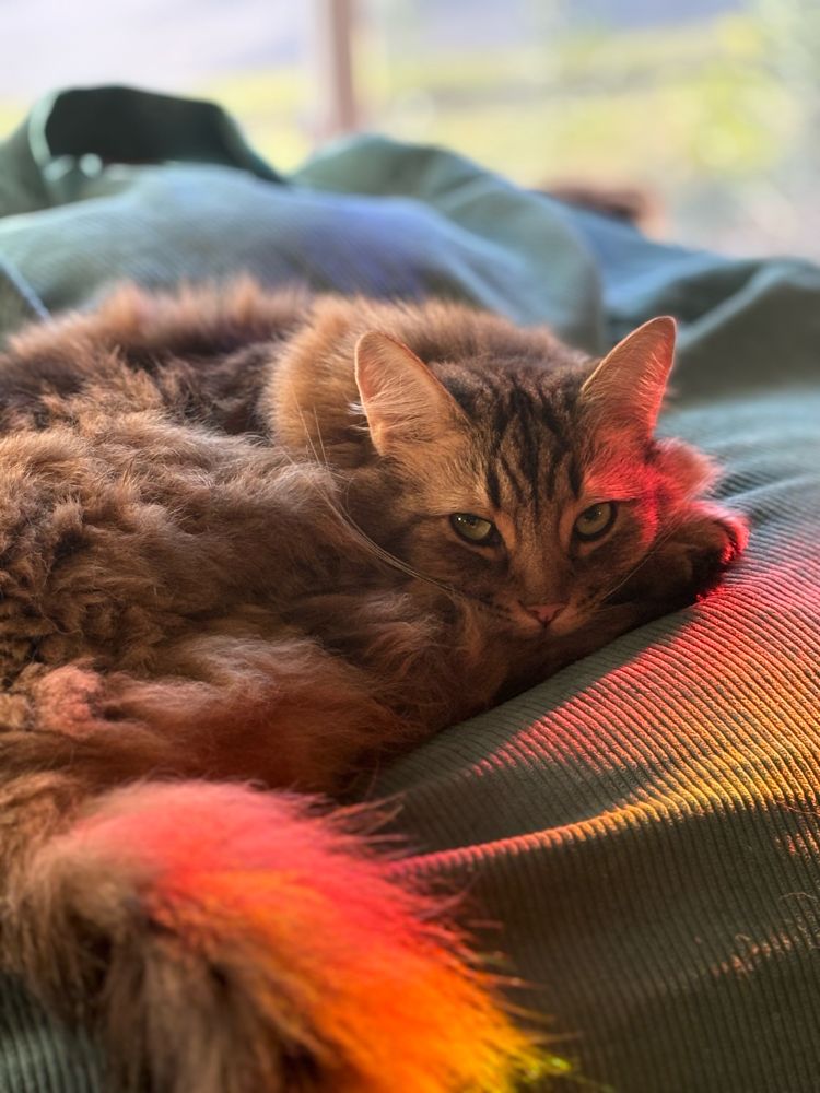 Brown, fluffy cat lays curled up on a beanbag chair. A ray of sunlight shines through a glass window to project a slight rainbow on his face and tail.