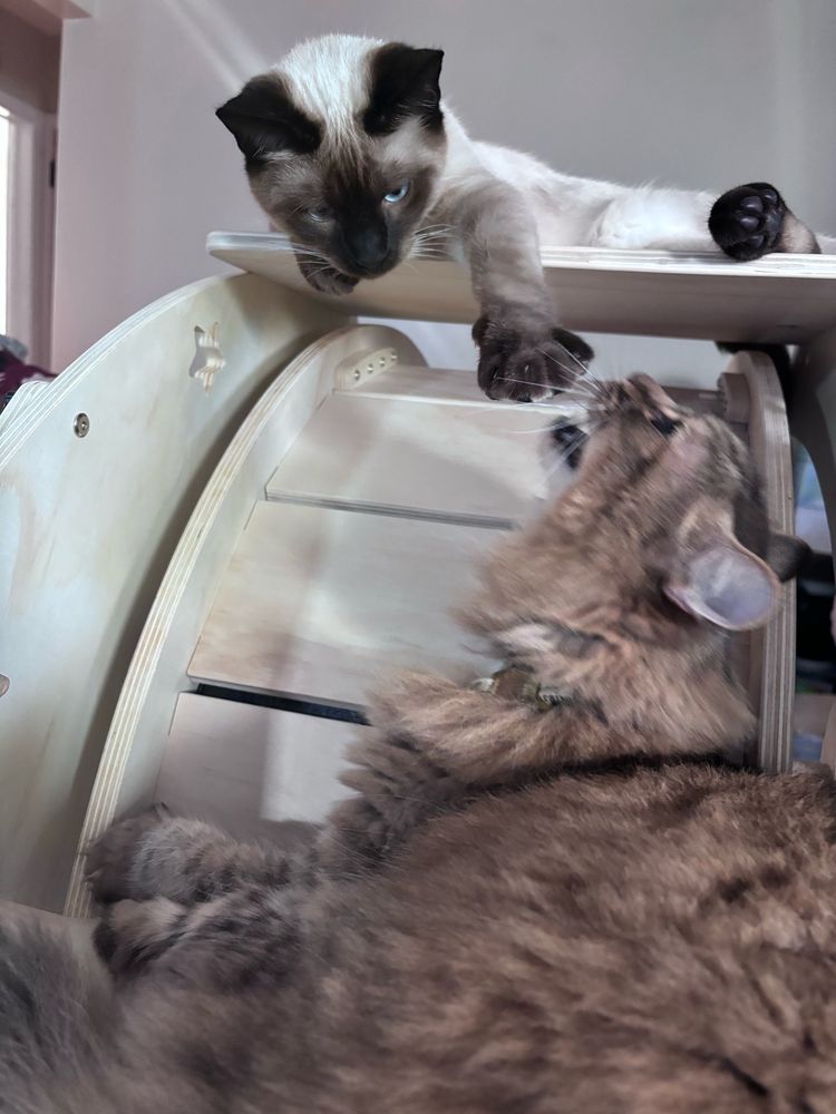 thai cat (above) swatting at fluffy cat (below), while fluffy cat bites back