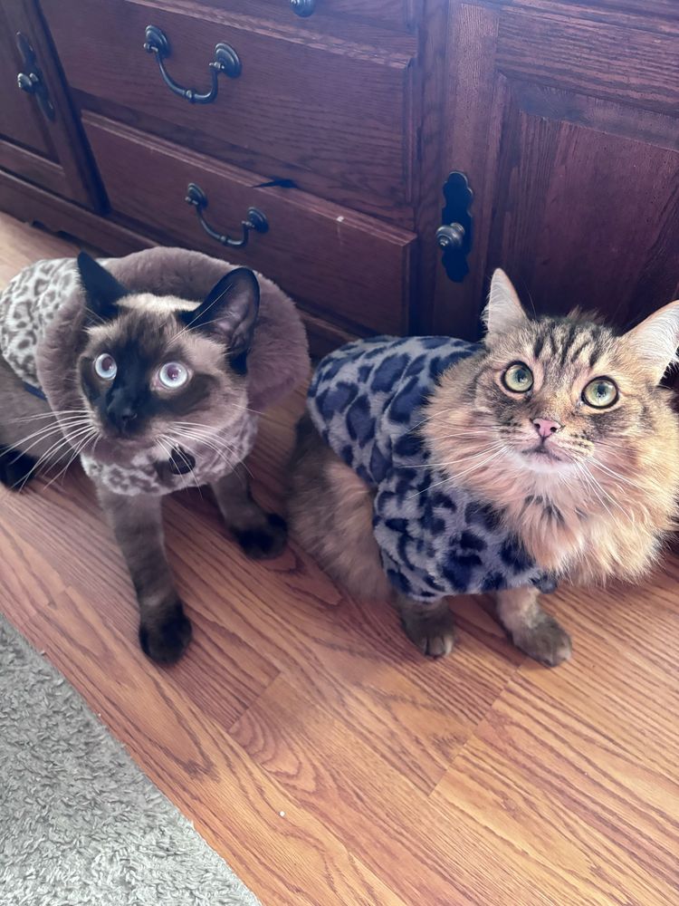 a thai cat wearing a fuzzy brown leopard print sweater, and a brown fluffy cat wearing a blue leopard print sweater. both are looking upwards.