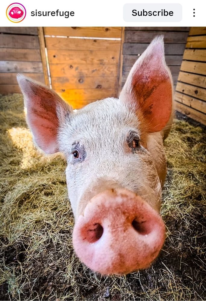 Screenshot von einem Instagram Post von @sisurefuge

Ein Porträt Foto von einem Schwein, das ganze Gesicht und besonders die Nase ist sehr nah an der Kamera. Im Hintergrund ist Stroh am Boden und Wände aus Holzlatten.