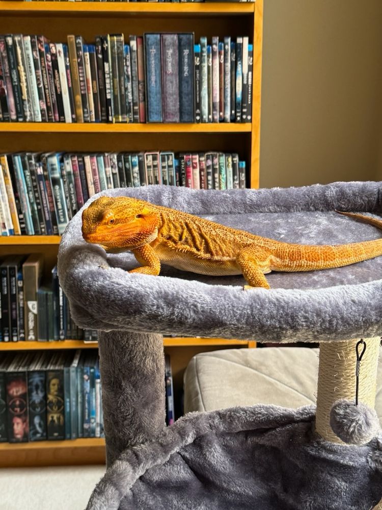 A yellow orange bearded dragon is on the top layer of a grey plush cat tower. In the background there is a bookshelf filled with DVDs. The wall in back is an olive color. Behind the cat tower there is a greyish olive ottoman.