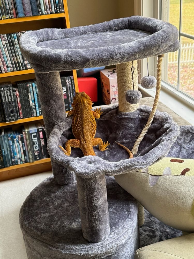 A yellowing orange bearded dragon is facing away from the camera on the second layer of a plush, gray cat tower. In the foreground there is a bookshelf filled with DVDs, and towards the right, there is a window and a plushie known as a “crocanana”, a yellow banana slash crocodile mashup.