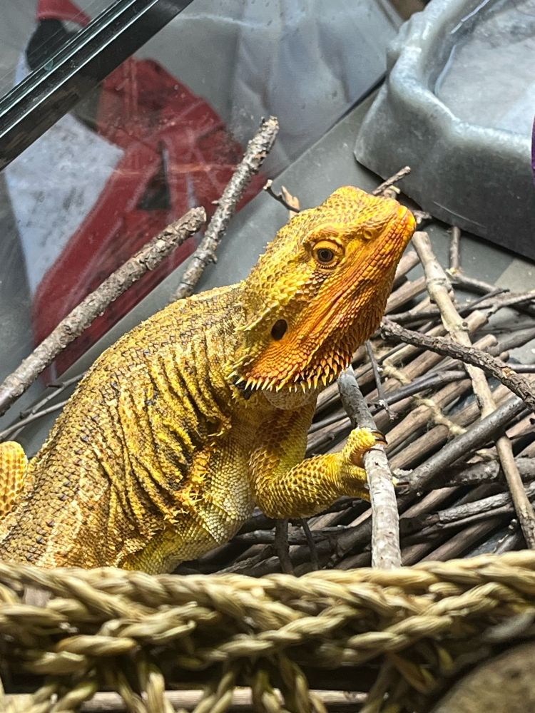 Image of a yellowish-orange bearded dragon on top of a pile of thin, small sticks.