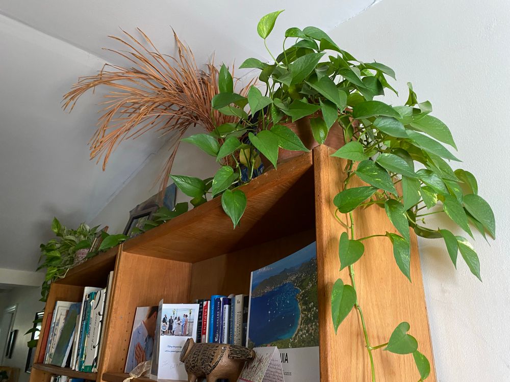 OG pothos from 2012 which has created many more pothos in my house and office. 