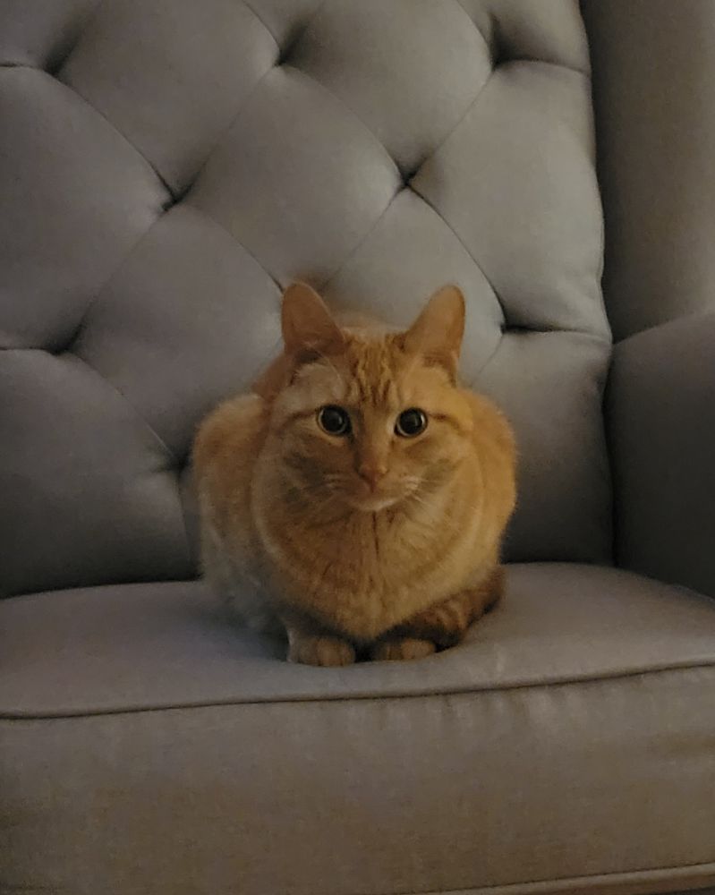 An orange cat with green eyes loafing on a chair and looking at the camera 