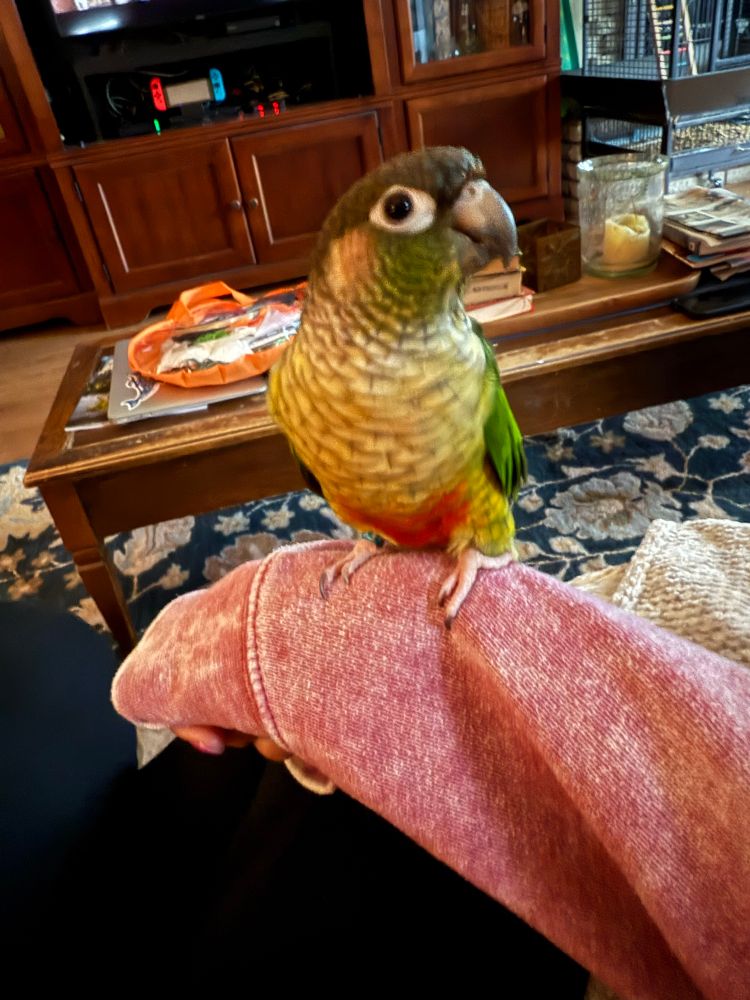 Charlie the parrot.