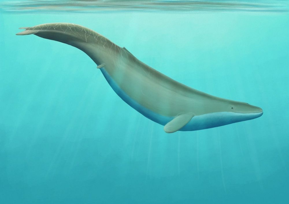 Digital painting of Tutcetus near the surface of the water. It's shown from the side, facing right, and positioned diagonally, with the tail higher than the head. It has two pairs of flippers: the back ones are tiny, and the front ones look more like those of manatees than those of the modern whales. The whale also has a tiny, barely there dorsal fin. There are light shafts piercing the water, some behind and others in front of the whale.