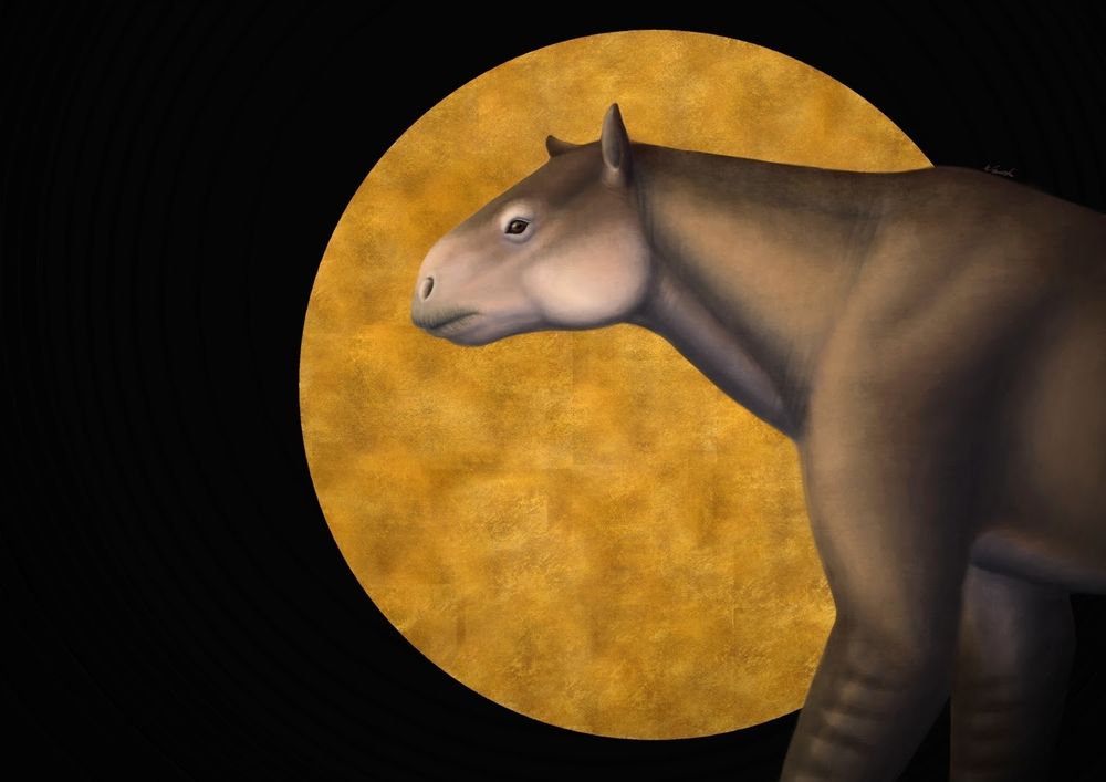 A digital illustration showing the front half of some Chalicothere (a type of extinct perisdodactyl, sometimes commonly referred to as gorilla horses, because many of them were adapted for knuckle-walking ). The animal is facing left, the background is black, and there's a big golden circle behind and encompassing the animal's head and neck. The animal is mostly brown, with an off-white muzzle, lower jaw, and the cheek, and it has darker horizontal stripes on its forearms. Its head is somewhat horse like, it has a muscular neck, and its torso is sloping towards the hind limbs, even though they're not depicted.
