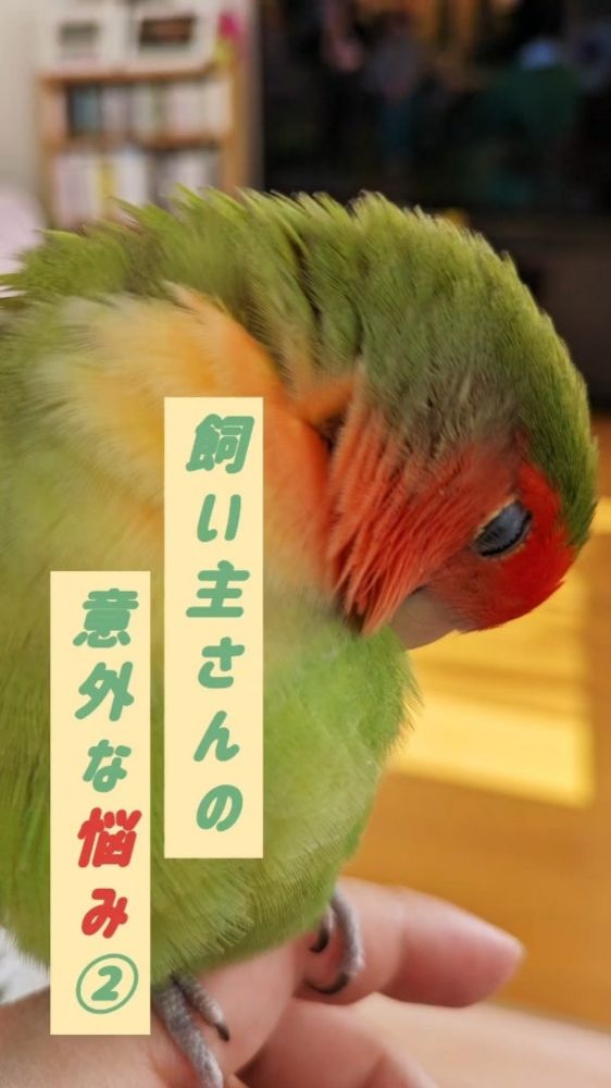 sio-lilisu：インコちゃんの飼い主さんの意外な悩み②〜動くんじゃぁナイ！〜