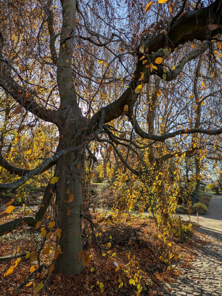 Baum, an dem nur noch wenige, gelbe Blätter hängen 