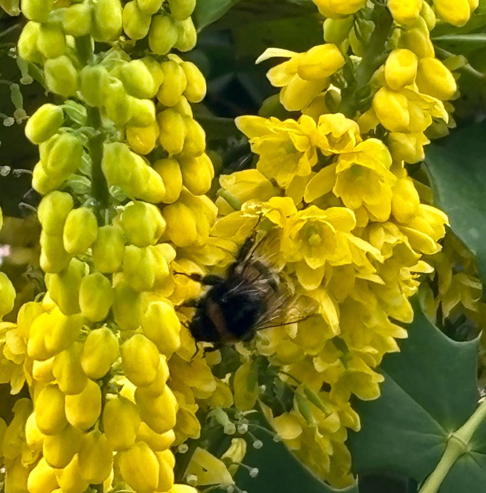 Mahonia flower with a bed on it in December