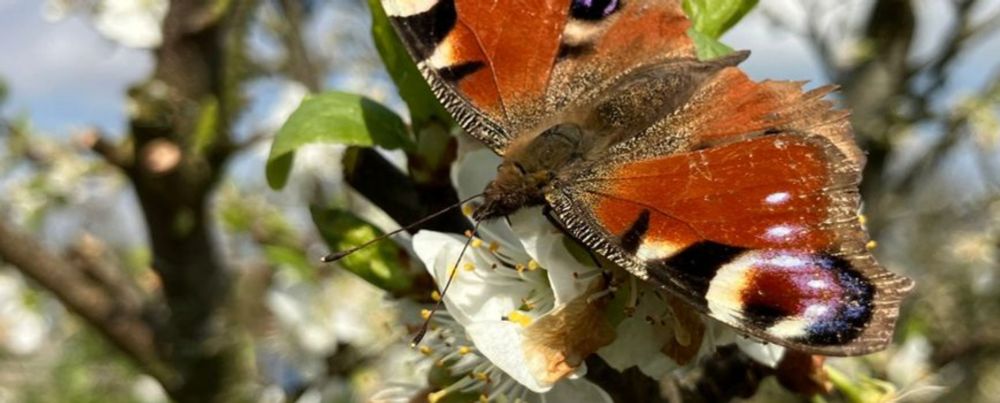 Nature Today | Kabinet, dien ‘ons’ nationale natuurplan in voordat de nieuwe Biodiversiteitstop start!