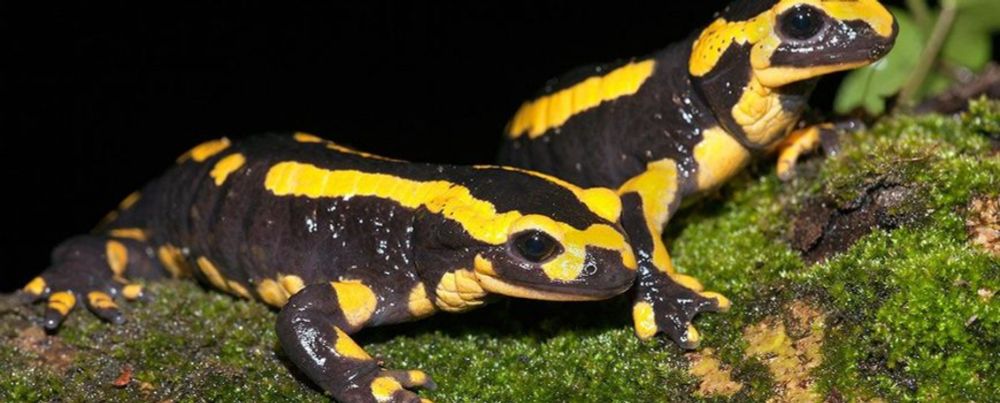 Nature Today | Nieuwe Rode Lijsten Amfibieën en Reptielen