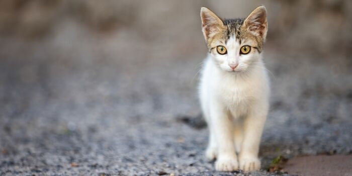 Two teens -- one of whom dreamed of killing human beings -- were found guilty of torturing and murdering two kittens, and the (20656 signatures on petition)
