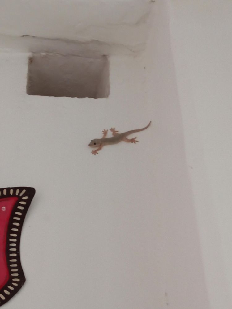 Small lizard sitting on a white wall next to a ventilation shaft.