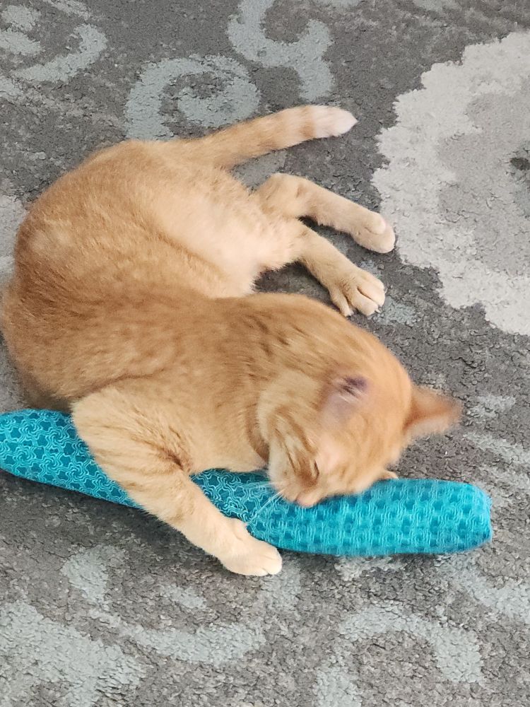 Orange cat on floor hugging a catnip kicker and rubbing her face on same.