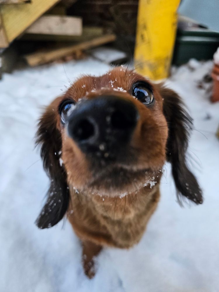 A close-up photo of a shaded red dachshund, the nose (closest to the camera) is out of focus, but you can see her round eyes clearly. She is in a pile of snow and there are snow flakes on her head, chin, and ears.