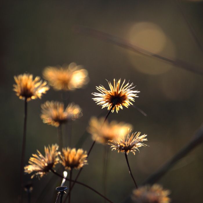 Photograph of a wild plant illuminated by the first morning lights with a dark and blurry background.