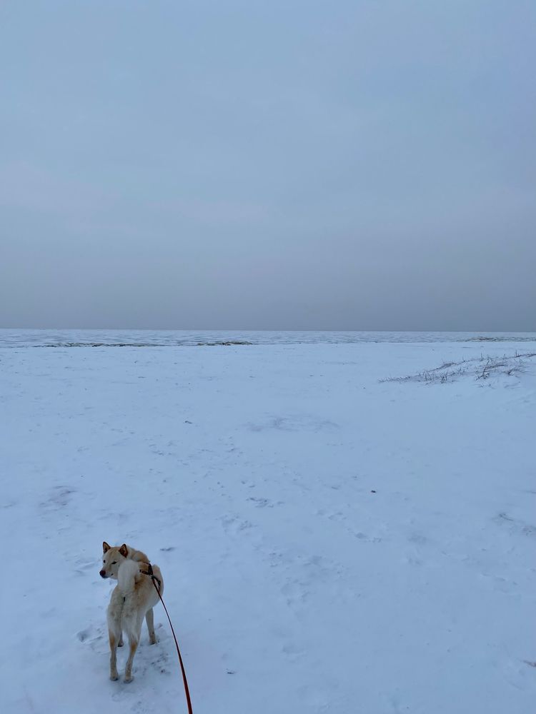 A dog on a leash walks through a snow-covered field, the white expanse stretching out into the distance where it meets a grey sky.