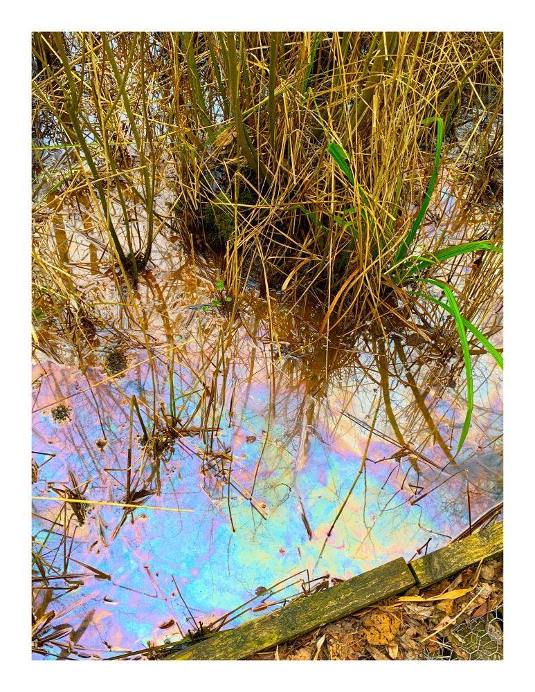 A close up of a small oil spillage on the water alongside a raised wooden path in an area of marshland at Brockholes nature reserve. It looks pretty but is bad for that immediate environment