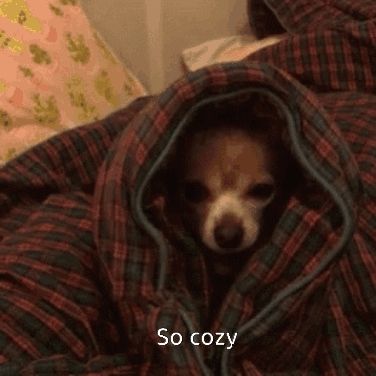 a small dog is wrapped in a plaid blanket with the words so cozy below it